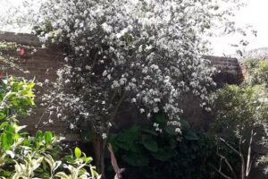 Corral&oacute;n Del Campo