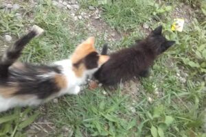 Distribuidora Meg Salta