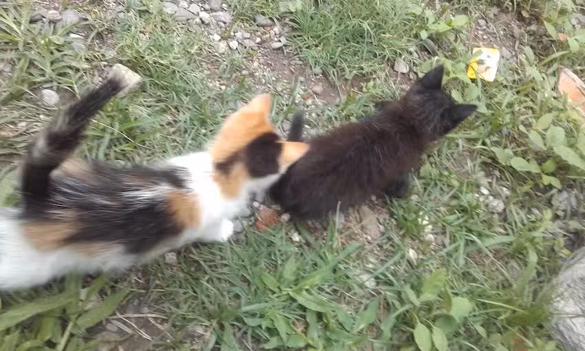 Distribuidora Meg Salta