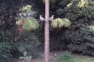 Fussi Roberto Severino